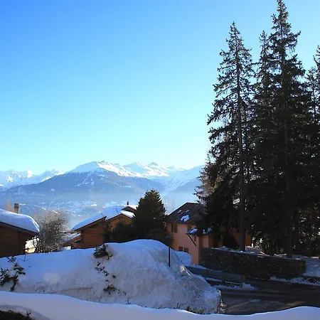 Arnica * Crans-Montana
